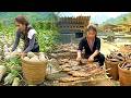 Harvesting 500kg+ giant pumpkins & homemade dreid fish for market sale with Nhi & Khoi on stormy day