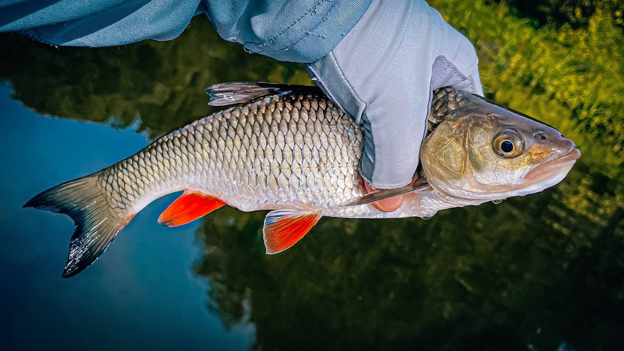 БАБЬЕ ЛЕТО на РЕКЕ / ПОИСК белого ХИЩНИКА ОСЕНЬЮ