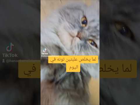 هاتشحتوا في الشوارع قطتي سهير البابلي كوميدي فيديو القطه اكسبلور
