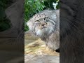 🎉 It's International Pallas's Cat Day! 🎉