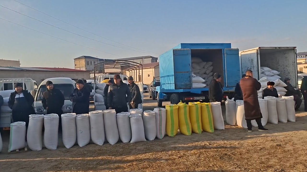 Хоразм хазврасп гурунч бозори шугун  талаш  булармикан олормон куп