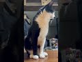 眠いけど離れたくないなんて可愛い奴だぜ #にゃんふるえんさー #猫のいる暮らし