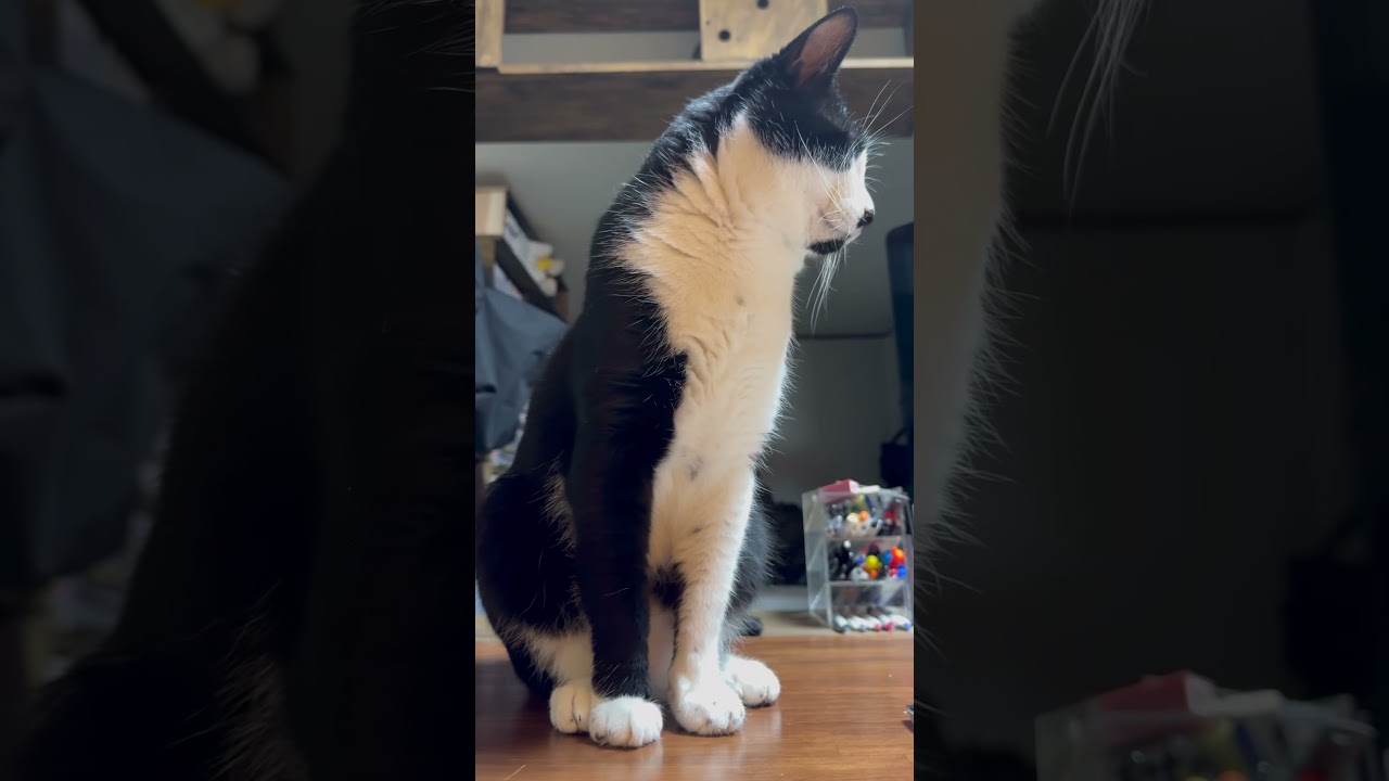 眠いけど離れたくないなんて可愛い奴だぜ #にゃんふるえんさー #猫のいる暮らし