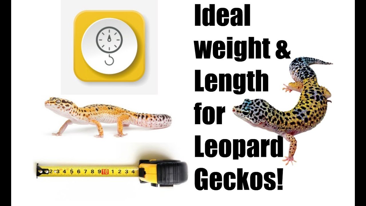 Leopard Gecko Size Chart