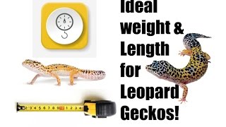 Ideal weight and Length for Leopard Geckos!
