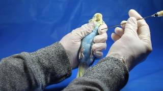 How to crop feed a parrot screenshot 1