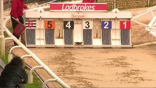 Carreras De Galgos - Harlow 2022