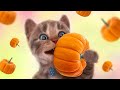 My Favorite Cat Little Kitten Adventure - Play Fun Cute Kitten Care Games For Kids Adventure