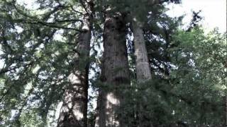 Sequoia Insurance Company - About Us