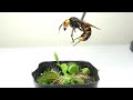 ハエトリソウにスズメバチ落としてみた