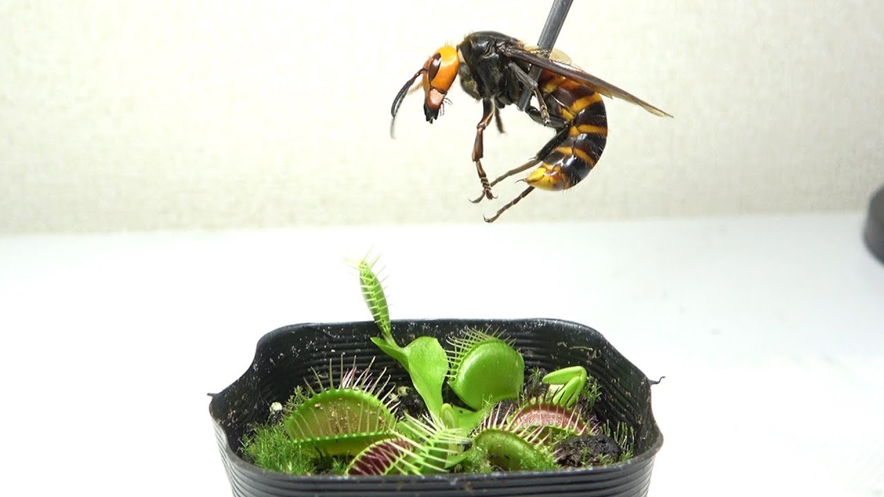 ハチ I tried dropping a hornet on a Venus flytrap - YouTube