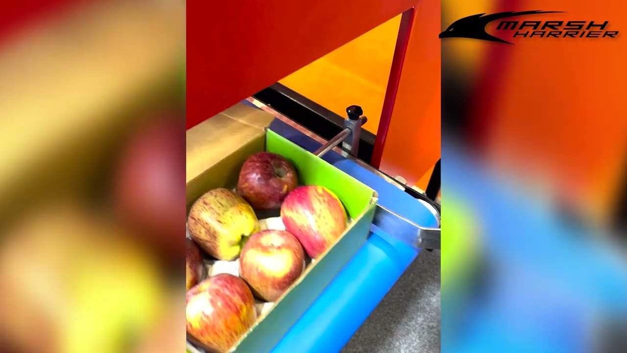 Automatic packing of apples by Marsh Harrier