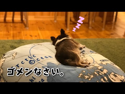 教えてくれて ありがとう チワワ Youtube