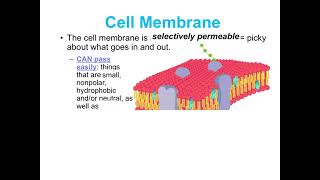 U2 2.1 Concept 2 Notes - Cell Transport.mp4
