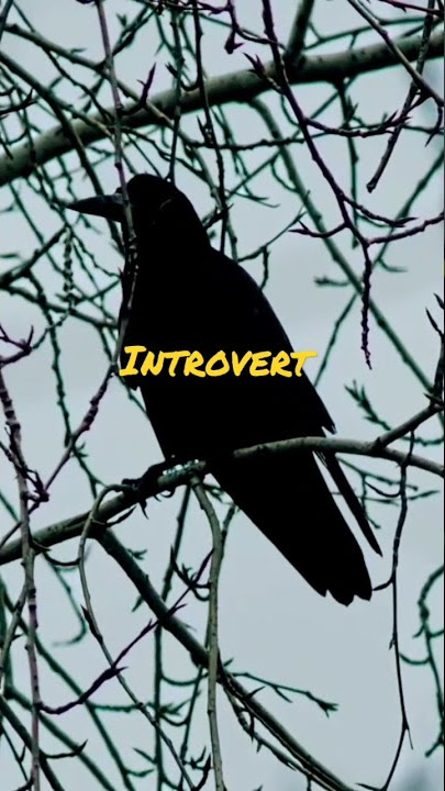 Sang Penyendiri - Introvert