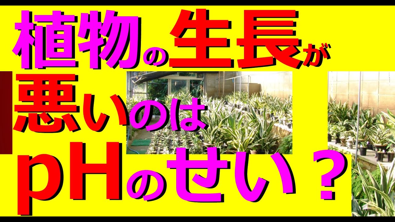 生長が悪いのはphのせい Phとは Phが酸性 アルカリ性で欠乏症に 有機肥料は酸性 ワラ灰で中世に 万年青の豊明園 Omoto Fertilizer Rohdea Japonica 万年青 Youtube
