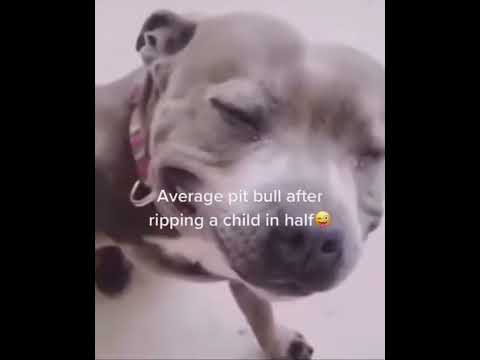 Videó: Öt évig egy menedékben ülve ez a Pitbull új családot talált a Facebookon keresztül