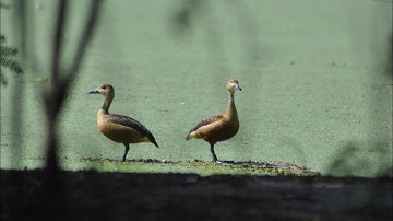 Lesser whistling duck (Dendrocygna javanica), also known as Indian whistling duck
