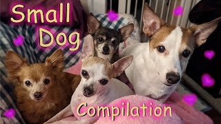 Cute Shorts Compilation of My Fur Babies 🐶🐾🦴  || Dog Family || Pet Friendly by Pet Friendly 119 views 1 year ago 6 minutes, 52 seconds
