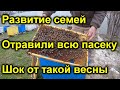 Развитие пчелосемей Отравили пасеку Шок от такой весны
