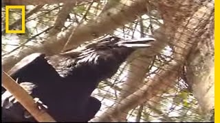 Genius Bird | National Geographic