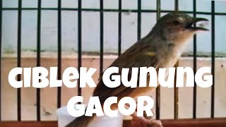Download Lagu ciblek gunung ( cigun ) gacor MP3