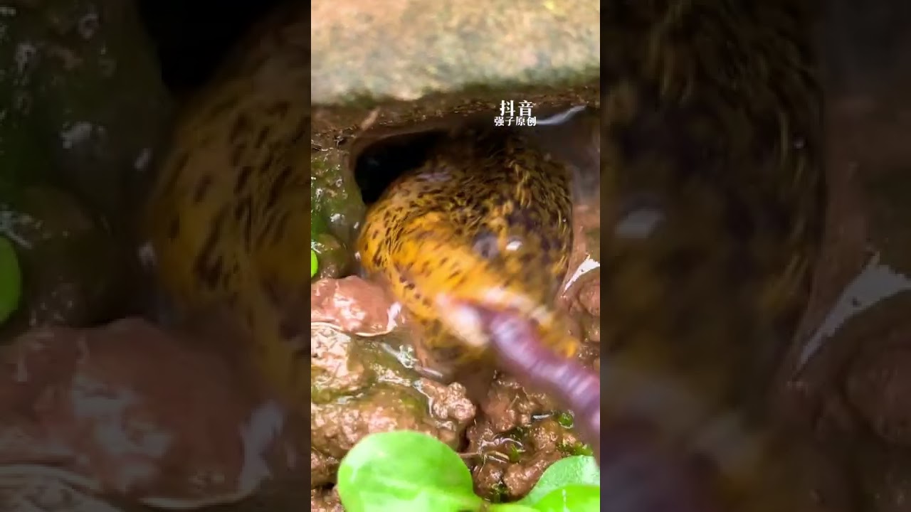 How to catch Eel fish with hook