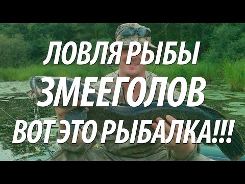 РЫБАЛКА НА РЫБУ ЗМЕЕГОЛОВ. КАК ЛОВЯТ ЗМЕЕГОЛОВА НА ДАЛЬНЕМ ВОСТОКЕ