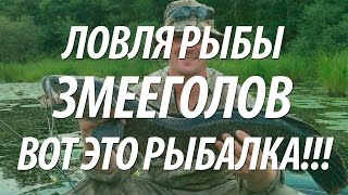 РЫБАЛКА НА РЫБУ ЗМЕЕГОЛОВ. КАК ЛОВЯТ ЗМЕЕГОЛОВА НА ДАЛЬНЕМ ВОСТОКЕ(Супер рыбалка на рыбу змееголов во Владивостоке. Как ловят змееголова, особенности рыбалки на Дальнем Вост..., 2016-03-21T07:00:00.000Z)