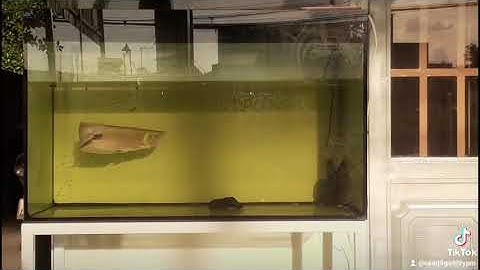 CÁ rồng Ngân long.