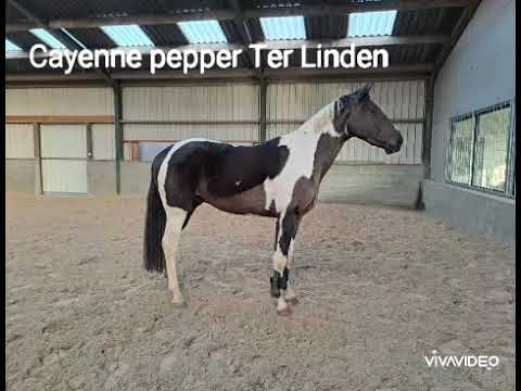 Cayenne Pepper Ter Linden