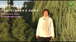 видео: Когда обрезать розы осенью? Ещё немного про обрезку Мускусных и Английских роз. Питомник Е. Иващенко картинка: Когда обрезать розы осенью? Ещё немного про обрезку Мускусных и Английских роз. Питомник Е. Иващенко