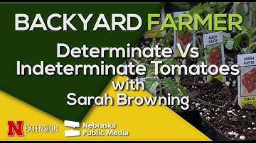 Determinate vs. Indeterminate Tomatoes – What’s the Difference?