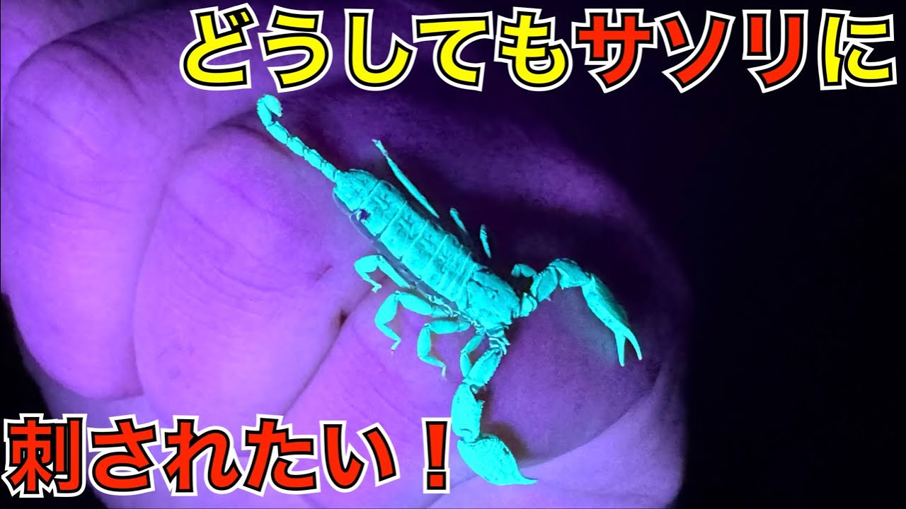 A first in human history!? I tried my best to get stung by a