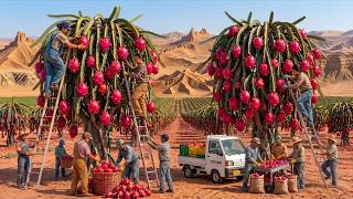 Inside the World's Largest Dragon Fruit Farm | Full Harvest & Processing screenshot 2