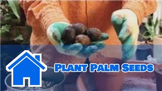 Gardening Help : How to Plant Palm Seeds