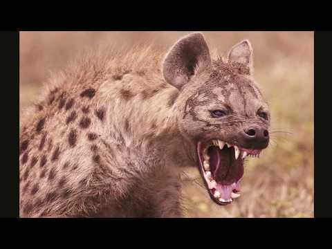 efeito sonoro de risada de hiena - sound effect hyena laugh - 効果