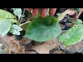 keladi hutan yg unik daunnya kembar