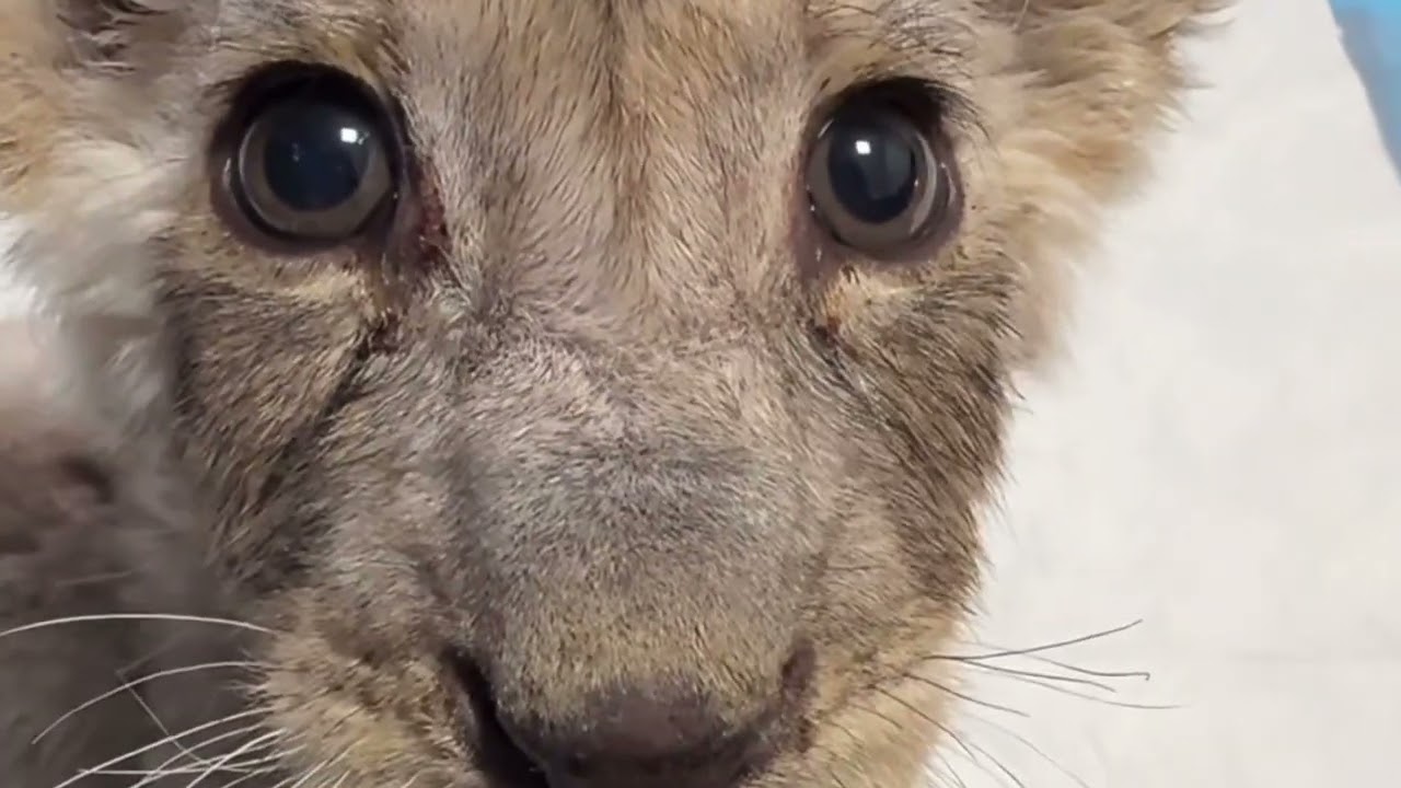 Daily life of the little lion cub🦁❤️