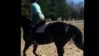Me & Monte, 7 yo Hanoverian hunter/derby/eq horse. Flatwork, 11/14/16.