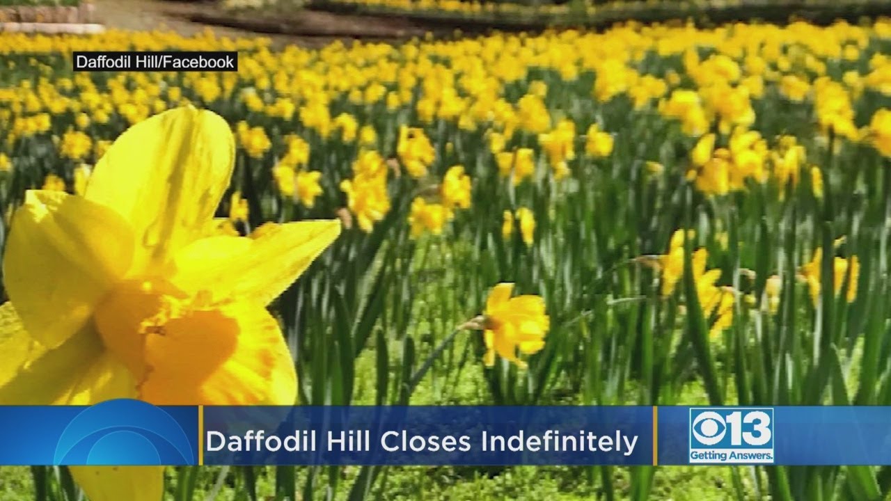 Daffodil Hill Becomes Victim Of Its Own Popularity, Closes Indefinitely