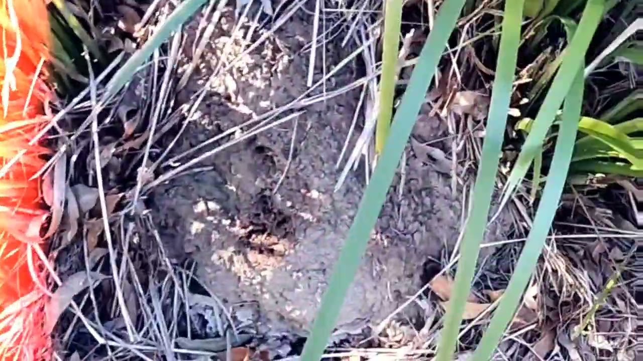 Ben's Termite Pest Control Brisbane | Expert termite treatment & prevention