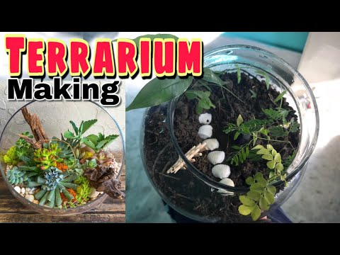 Terrarium making || home made bowl garden