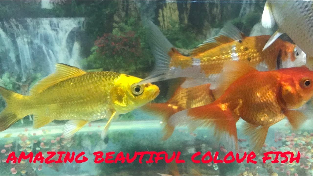 Amazing Beautiful Color Fish - YouTube
