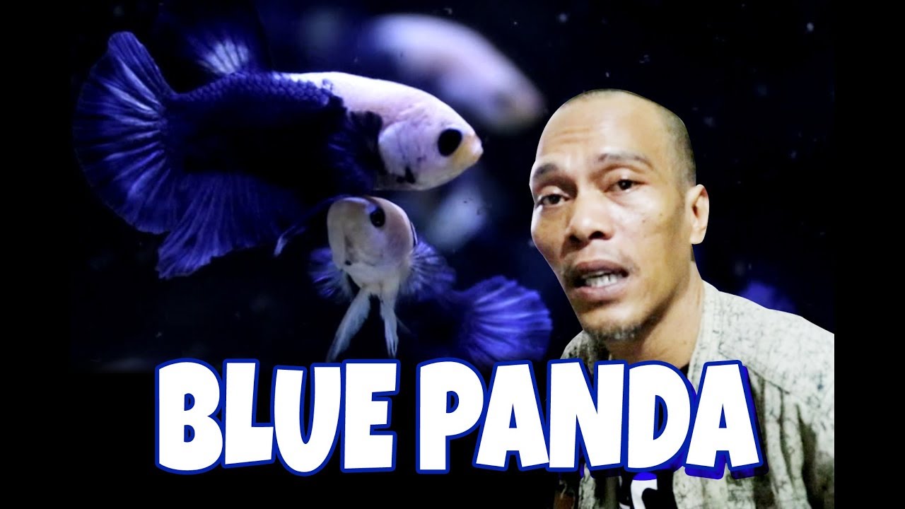 Blue Panda Yang Cantik Menawan Youtube