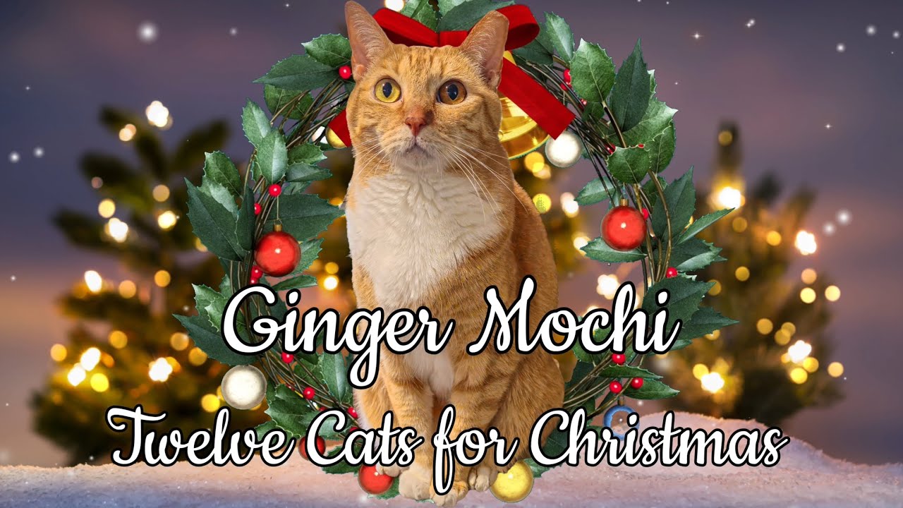 Ginger Mochi - Twelve Cats for Christmas