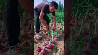 Modern Agriculture Farming