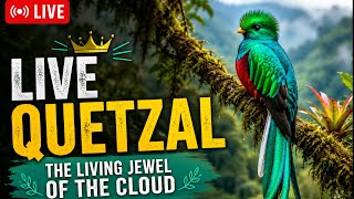 🔴 LIVE: The Living Jewel of the Cloud | Resplendent Quetzal Stream 🕊️🌿