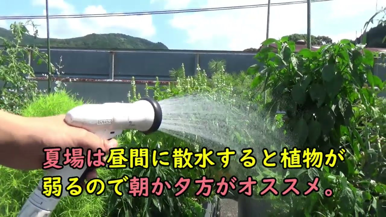 農業ポンプ用ホース類　水路から野菜の水やりに。 EMで水やり 水中ポンプ編 #無農薬 #農業 #em菌 - YouTube