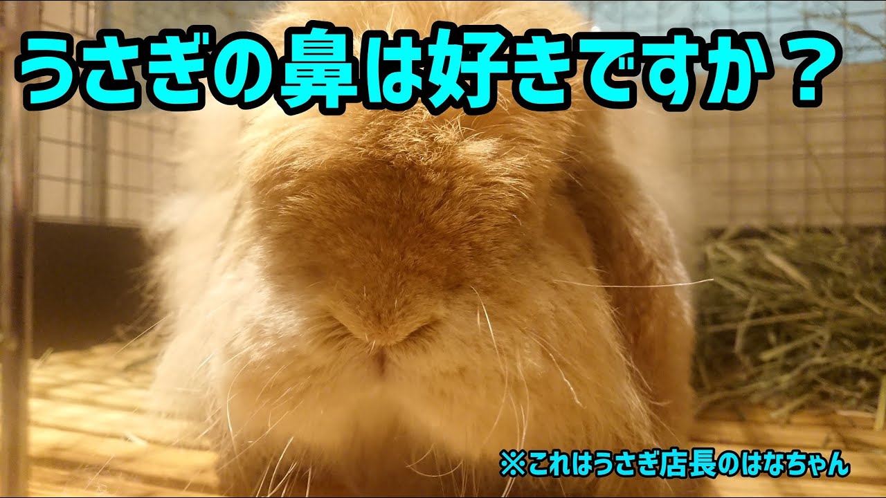 うさぎ専門店monlapin うさぎの鼻 Youtube